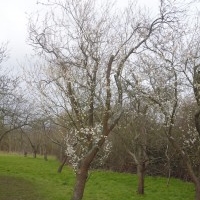 First Plum Blossom